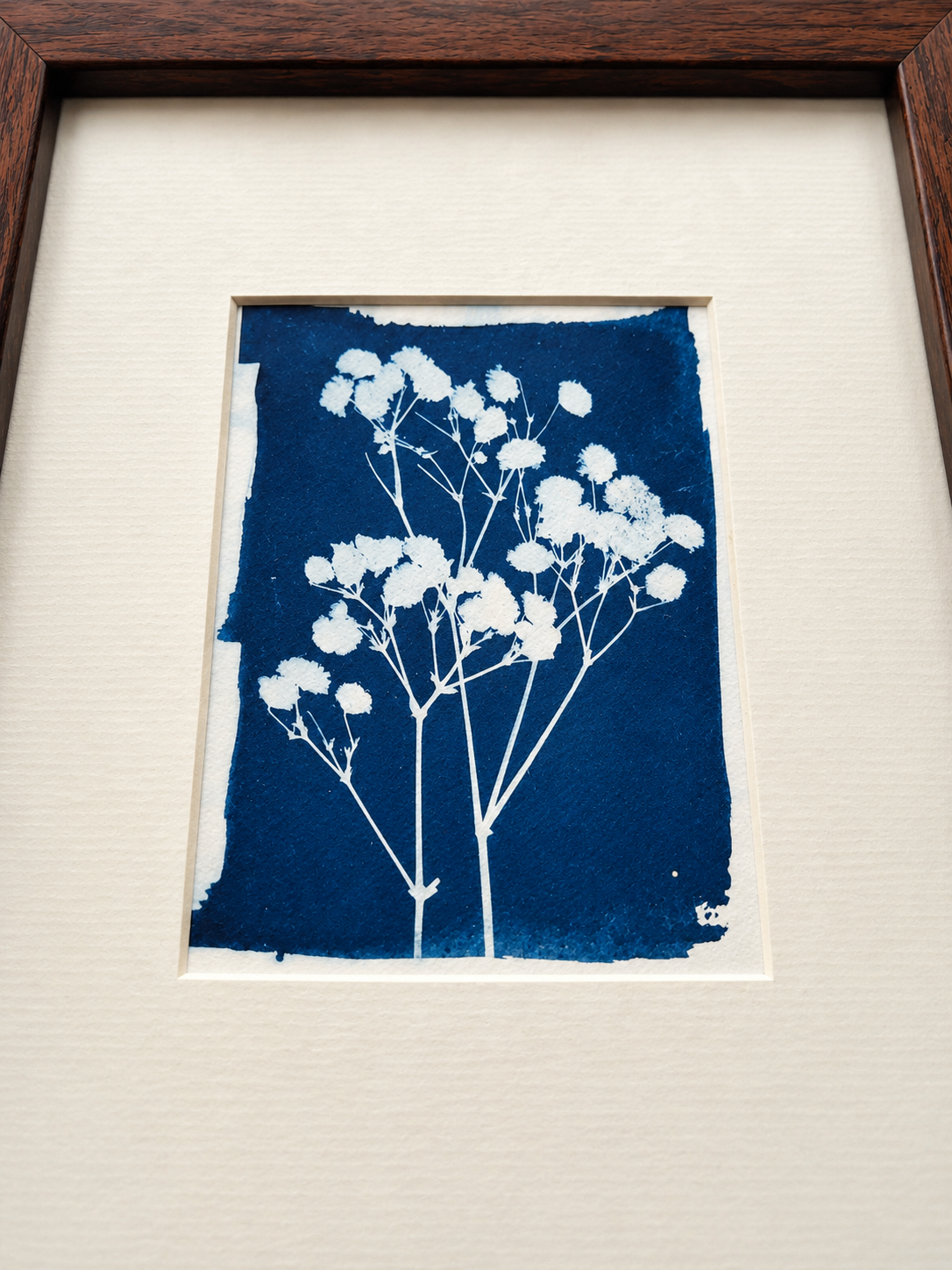 Baby’s Breath – Original Framed Cyanotype Art