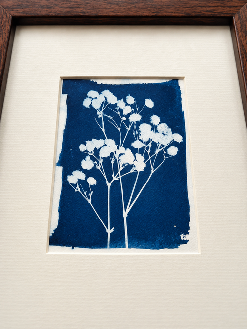 Baby’s Breath – Original Framed Cyanotype Art