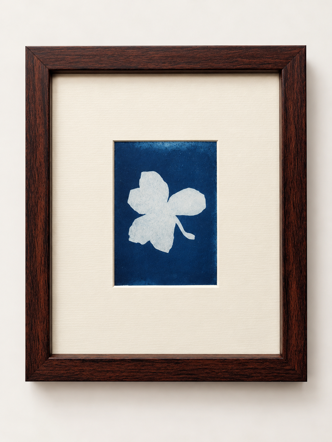 Frangipani original cyanotype art in a dark wooden frame with a cream mount